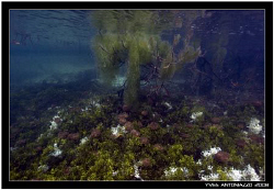 Upside-down jellyfish in Kakaban lake D200/12-24 by Yves Antoniazzo 